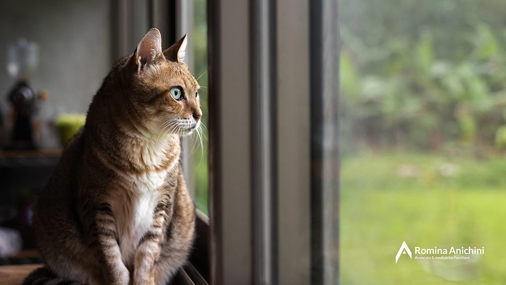 Cosa dicono i giudici italiani sull’assegnazione dell’animale domestico in caso di separazione? | Studio Legale Romina Anichini